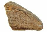 Serrated Tyrannosaur Tooth Tip - Montana #245920-1